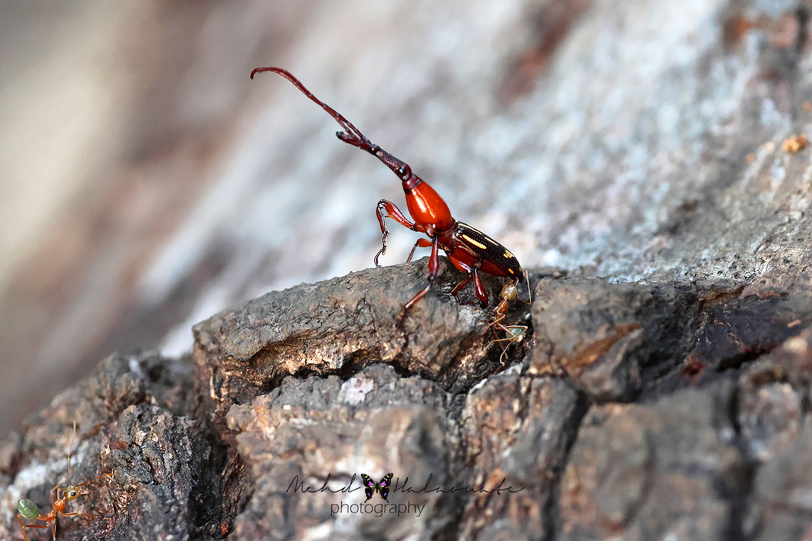 Ectocemus decemmaculatus  Birdingindonesia,Ectocemus decemmaculatus,Fall,Geotagged,Indonesia,Mehd Halaouate,Papua,Wasur NP