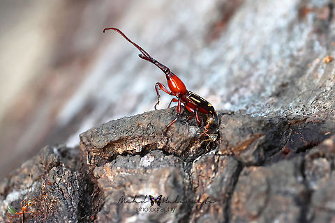 Ectocemus decemmaculatus  Birdingindonesia,Ectocemus decemmaculatus,Fall,Geotagged,Indonesia,Mehd Halaouate,Papua,Wasur NP