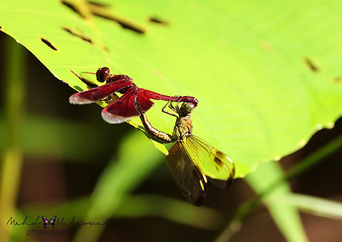 Neurothemis stigmatizans ♂♀ Insuring future generations. Birdingindonesia,Fall,Geotagged,Indonesia,Mehd Halaouate,Neurothemis stigmatizans,Papua,dragonflies