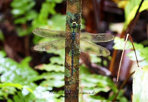 Gynacantha basiguttata, male  Birdingindonesia,Dragonfly,Fall,Geotagged,Gynacantha basiguttata,Indonesia,Mehd Halaouate,Spoon-tailed Duskhawker,biak