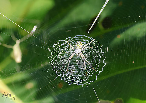 Argiope chloreis A fairly common species in Papua, Indonesia Argiope chloreis,Birdingindonesia,Fall,Geotagged,Green Zig Zag Spider,Indonesia,Mehd Halaouate,Papua