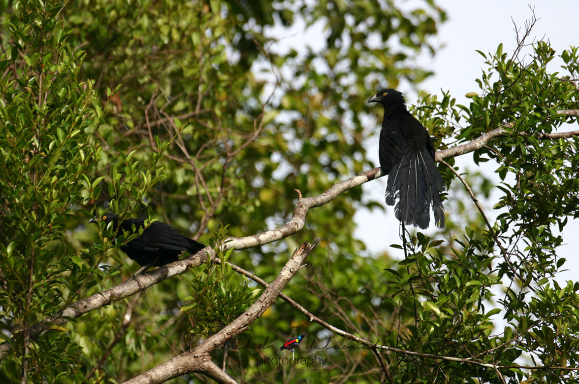 Biak Coucal This is one difficult and uncommon species in New Guinea. We hear them frequently but getting a glimpse is another different matter all together. It is endemic to the island of Biak in the Geelvink Bay thus the name. Not many photographs of this species out there. Biak,Birdingindonesia,Centropus chalybeus,Geotagged,Indonesia,Mehd Halaouate,Summer,biak coucal