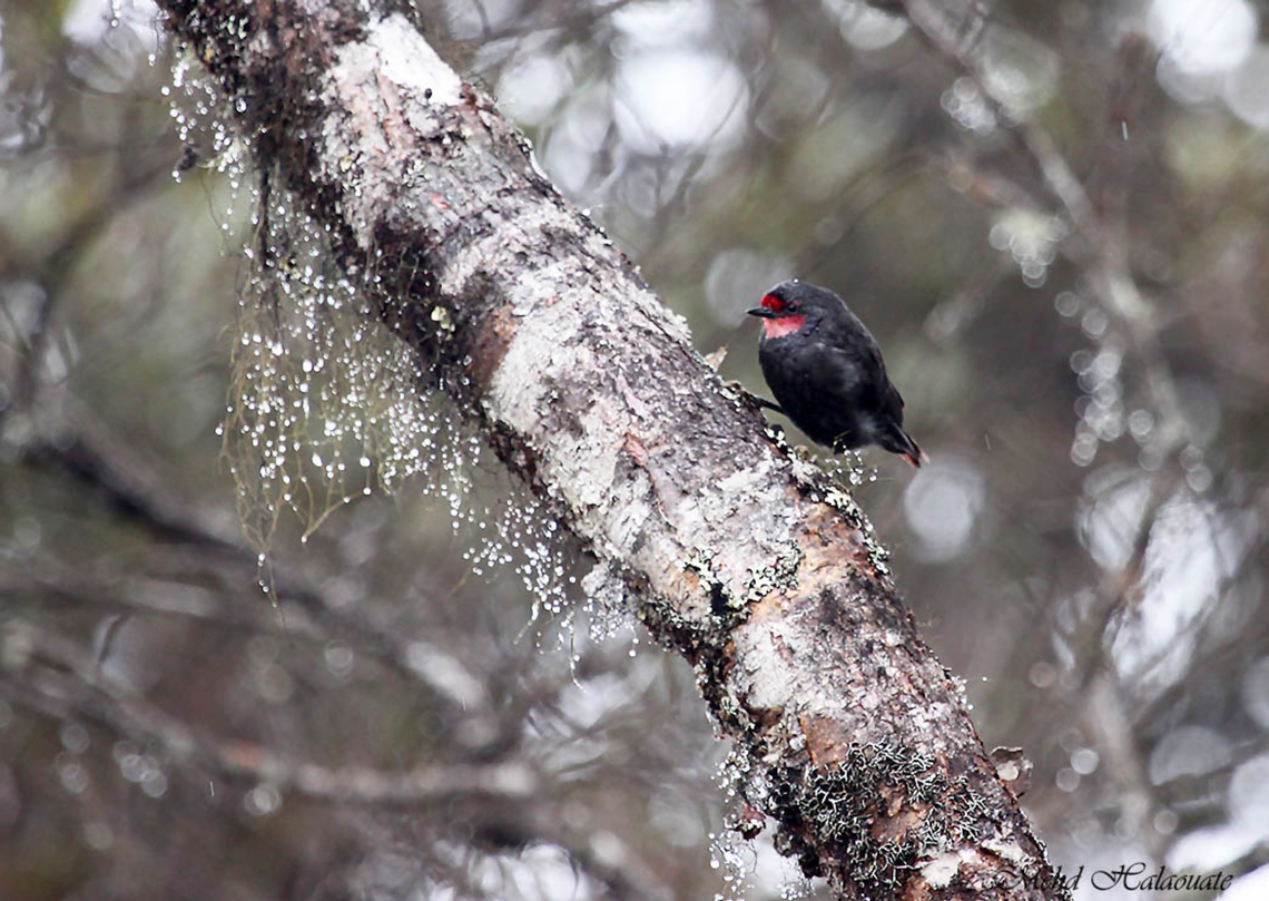 Black Sittella (Daphoenositta miranda) This species thrives in the highland forest of New Guinea. It moves in flocks feeding together and moving from one tree to the other noisily. Other species tend to join them in their feeding movements. Birdingindonesia,Black sittella,Daphoenositta miranda,Geotagged,Indonesia,Winter,baliem valley,mehd