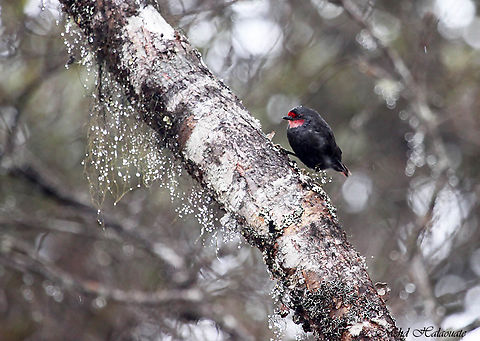 Black Sittella (Daphoenositta miranda) in Indonesia.