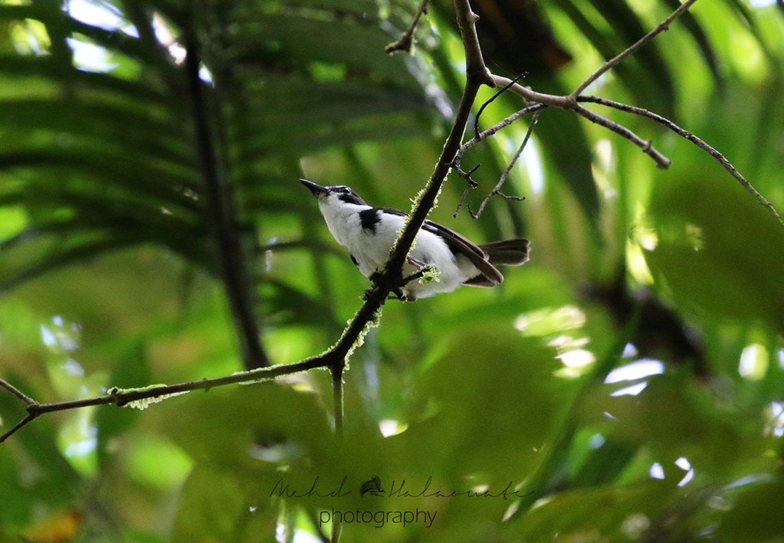 Black-sided Robin (Poecilodryas hypoleuca) One of the many robin species found in New Guinea. This one from the lowland forests. This is a fairly common species and sometimes respond to us whistling their call and come to inspect. Birdingindonesia,Black-sided robin,Geotagged,Indonesia,Mehd Halaouate,Poecilodryas hypoleuca,Spring