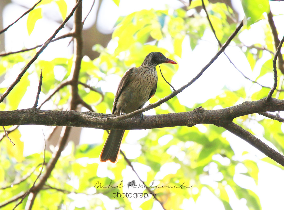 Brown Oriole The rule in the bird kingdom usually is, if the species does not have beautiful feathers and coloration it often has a beautiful song or other capabilities such as building stunning bowers....etc. This species has an amazing melodious song which compensate for not having beautiful feathers or colors. Birdingindonesia,Geotagged,Indonesia,Mehd Halaouate,Oriolus szalayi,Spring,Waigeo island,brown oriole
