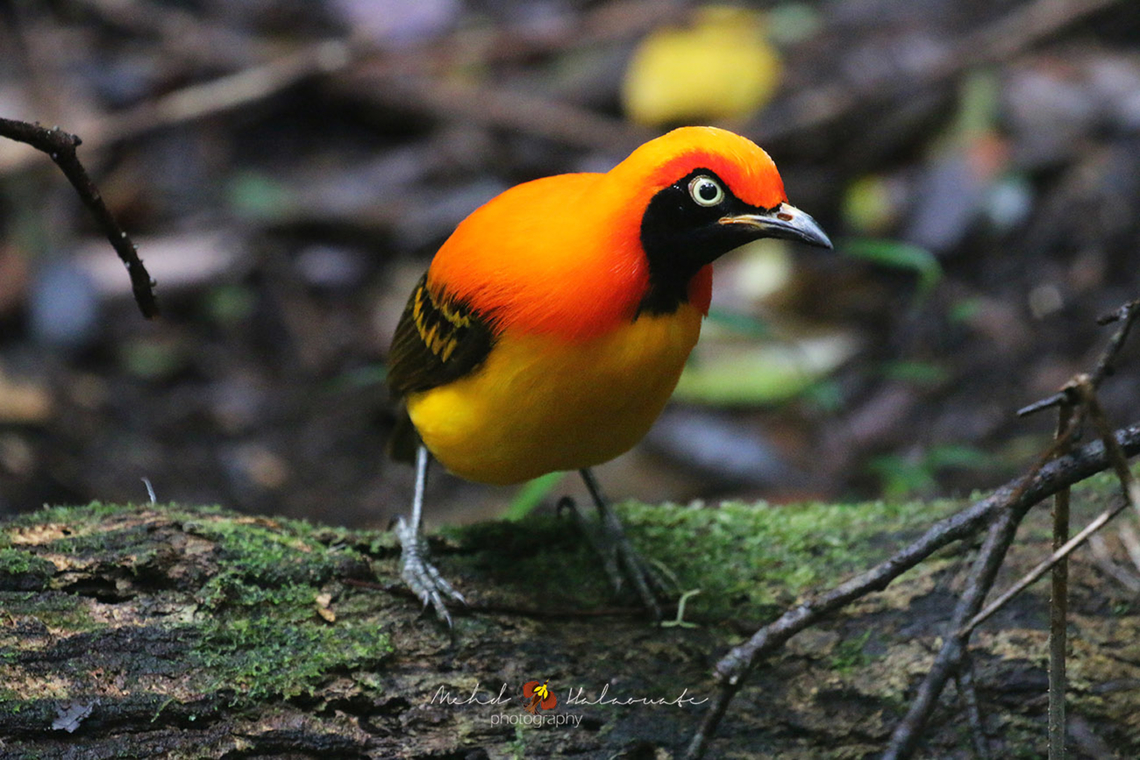Masked Bowerbird (Sericulus aureus) The male Masked Bowerbird has the costume and the dance to impress the females. He does not need to build those complicated and giant bowers like the other bowerbirds.<br />
These photographs does not do it justice. Its plumage shines bright in the dark forests. Arfak,Birdingindonesia,Geotagged,Indonesia,Masked bowerbird,Mehd Halaouate,Papua,Sericulus aureus,Spring