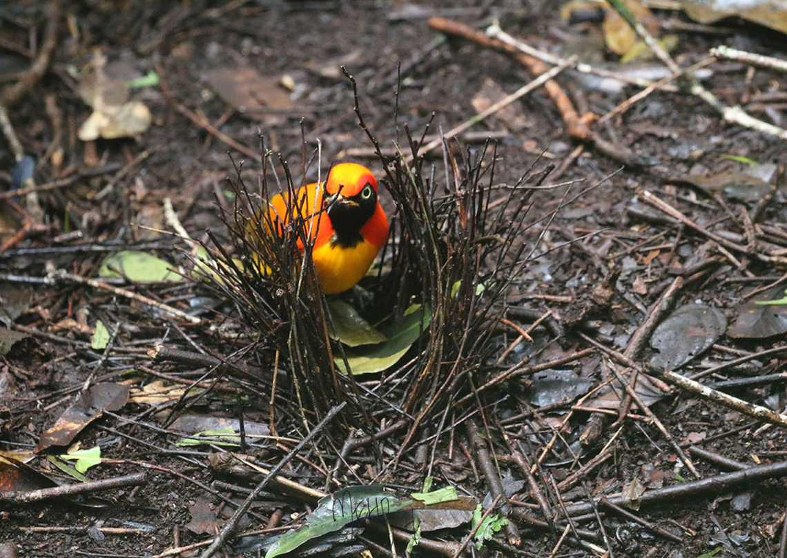 Masked Bowerbird (Sericulus aureus) The male Masked Bowerbird has the costume and the dance to impress the females. He does not need to build those complicated and giant bowers like the other bowerbirds.<br />
These photographs does not do it justice. Its plumage shines bright in the dark forests.  Arfak Mountains,Birdingindonesia,Geotagged,Indonesia,Masked bowerbird,Mehd Halaouate,Papua,Sericulus aureus,Spring