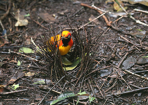 Masked Bowerbird (Sericulus aureus) The male Masked Bowerbird has the costume and the dance to impress the females. He does not need to build those complicated and giant bowers like the other bowerbirds.
These photographs does not do it justice. Its plumage shines bright in the dark forests.  Arfak Mountains,Birdingindonesia,Geotagged,Indonesia,Masked bowerbird,Mehd Halaouate,Papua,Sericulus aureus,Spring