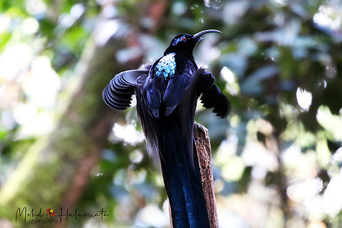 Black Sicklebill  Arfak Mountains,Birdingindonesia,Black sicklebill,Epimachus fastosus,Geotagged,Indonesia,Mehd Halaouate,Winter