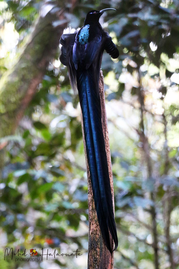 Black Sicklebill  Arfak Mountains,Birdingindonesia,Black sicklebill,Epimachus fastosus,Geotagged,Indonesia,Mehd Halaouate,Winter