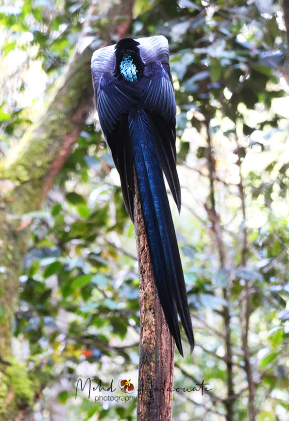 Black Sicklebill This male Black Sicklebill is displaying to females attending his displaying lek. Arfak Mountains,Birdingindonesia,Black sicklebill,Epimachus fastosus,Geotagged,Indonesia,Mehd Halaouate,Winter