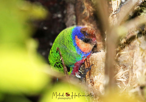 Red-breasted Pygmy Parrot (Micropsitta bruijnii bruijnii) This is the cutest tiniest and the sought after parrot species by birdwatchers. This is the Red-breasted Pygmy Parrot (Micropsitta bruijnii bruijnii)
It is smaller than a Zebra finch.
This subspecies is found in the mountains of Vogelkop to Owen Stanley Range.
Because of the lack of termite mounds in the highlands where the lowland species make nests and breed, these do as most of the other parrot species , they breed in excavated nests in trees. Birdingindonesia,Geotagged,Indonesia,Mehd Halaouate,Micropsitta bruijnii,Winter,red-breasted pygmy parrot