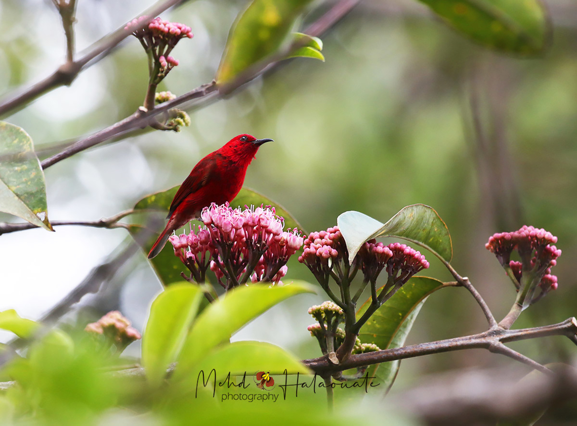Red Myzomela (Myzomela cruentata) This one is far from easy to find. One has to be lucky, wait by the flowering trees and hope it will show. This is the male. Arfak,Birdingindonesia,Geotagged,Indonesia,Mehd Halaouate,Myzomela cruentata,Red myzomela,Winter