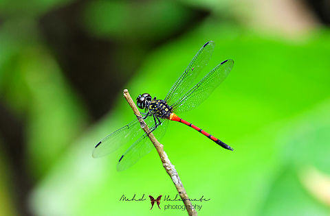 Agrionoptera insignis  Agrionoptera insignis,Birdingindonesia,Fall,Genyem,Geotagged,Grenadier,Indonesia,Mehd Halaouate,Nimbokrang