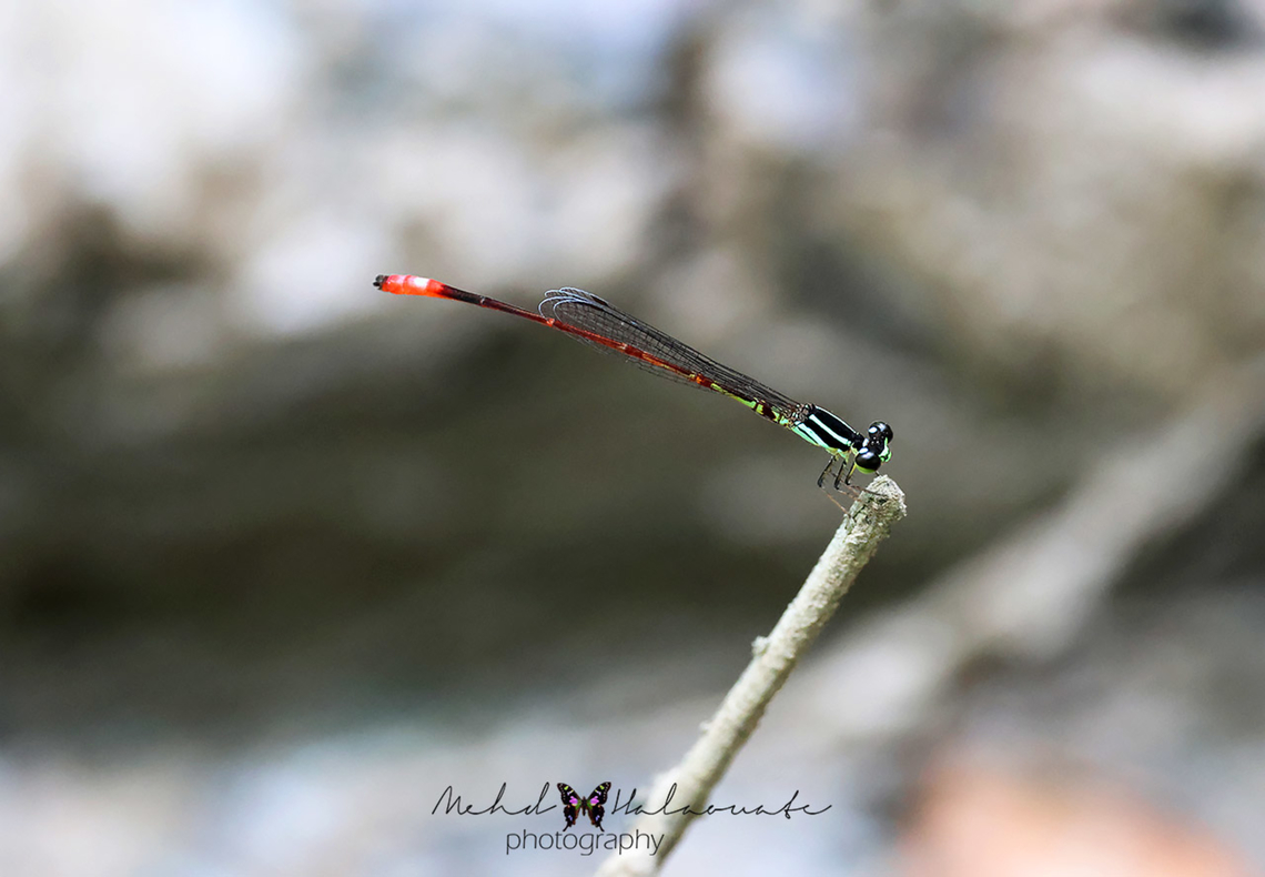 Argiocnemis ensifera  Argiocnemis ensifera,Birdingindonesia,Fall,Geotagged,Indonesia,Mehd Halaouate