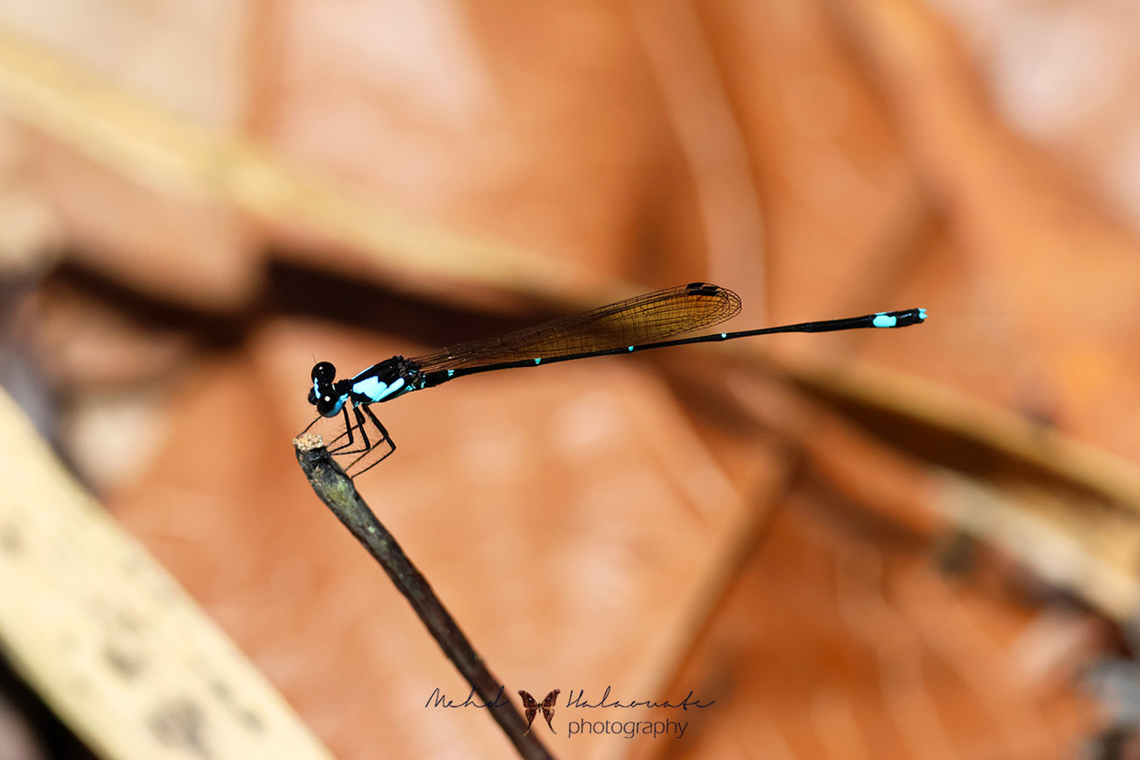 Nososticta nigrofasciata ♂  Birdingindonesia,Fall,Geotagged,Indonesia,Mehd Halaouate,Nososticta nigrofasciata
