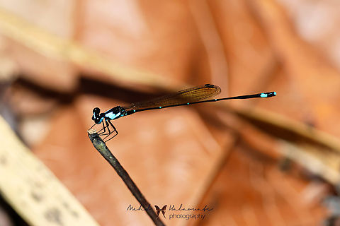 Nososticta nigrofasciata ♂  Birdingindonesia,Fall,Geotagged,Indonesia,Mehd Halaouate,Nososticta nigrofasciata