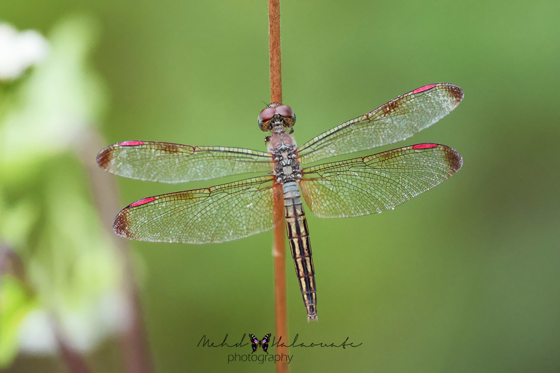 Brachythemis contaminata  Birdingindonesia,Brachythemis contaminata,Ditch Jewel,Fall,Geotagged,Indonesia,Mehd Halaouate