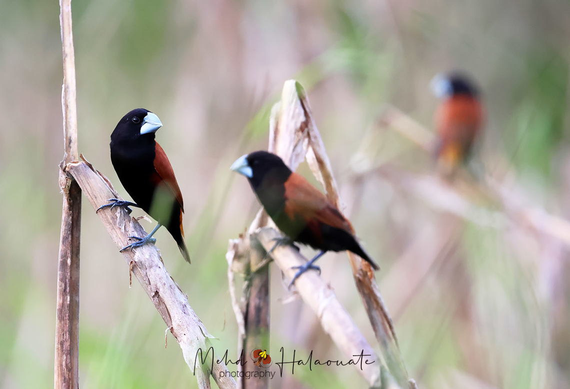 Grand Mannikin  Birdingindonesia,Fall,Geotagged,Great-billed mannikin,Indonesia,Lonchura grandis,Mehd Halaouate