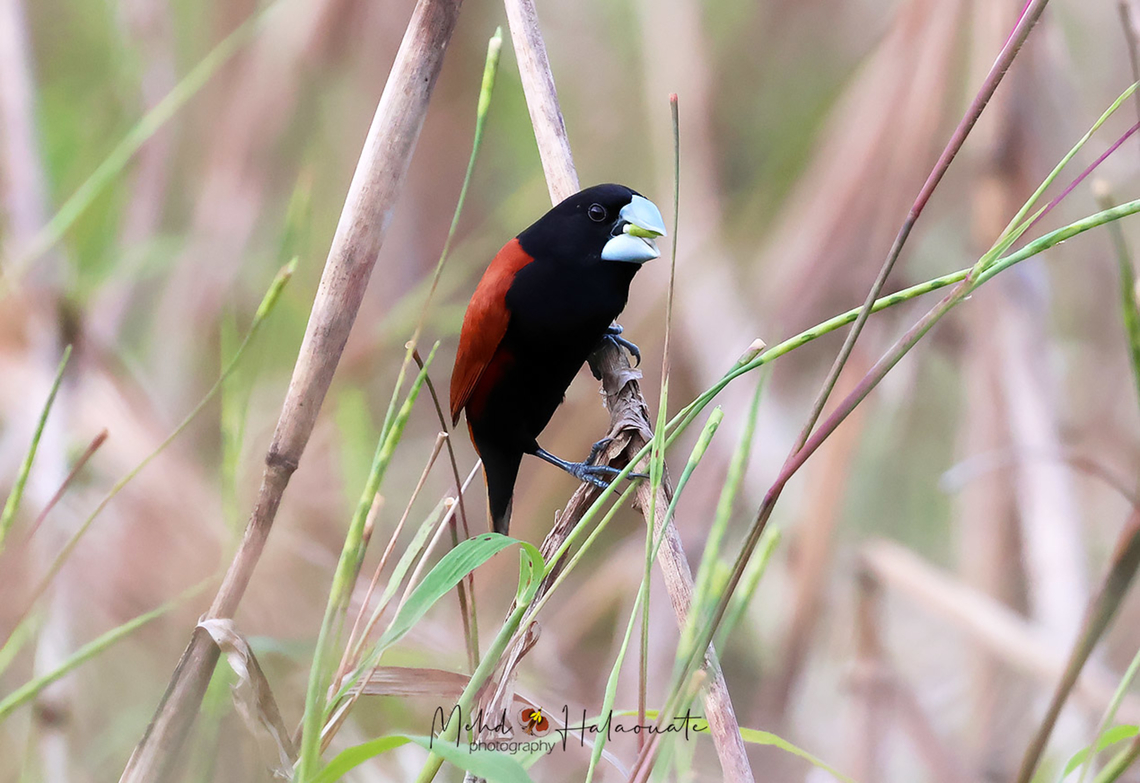 Grand Munia  Birdingindonesia,Fall,Geotagged,Great-billed mannikin,Indonesia,Lonchura grandis,Mehd Halaouate,Nimbokrang