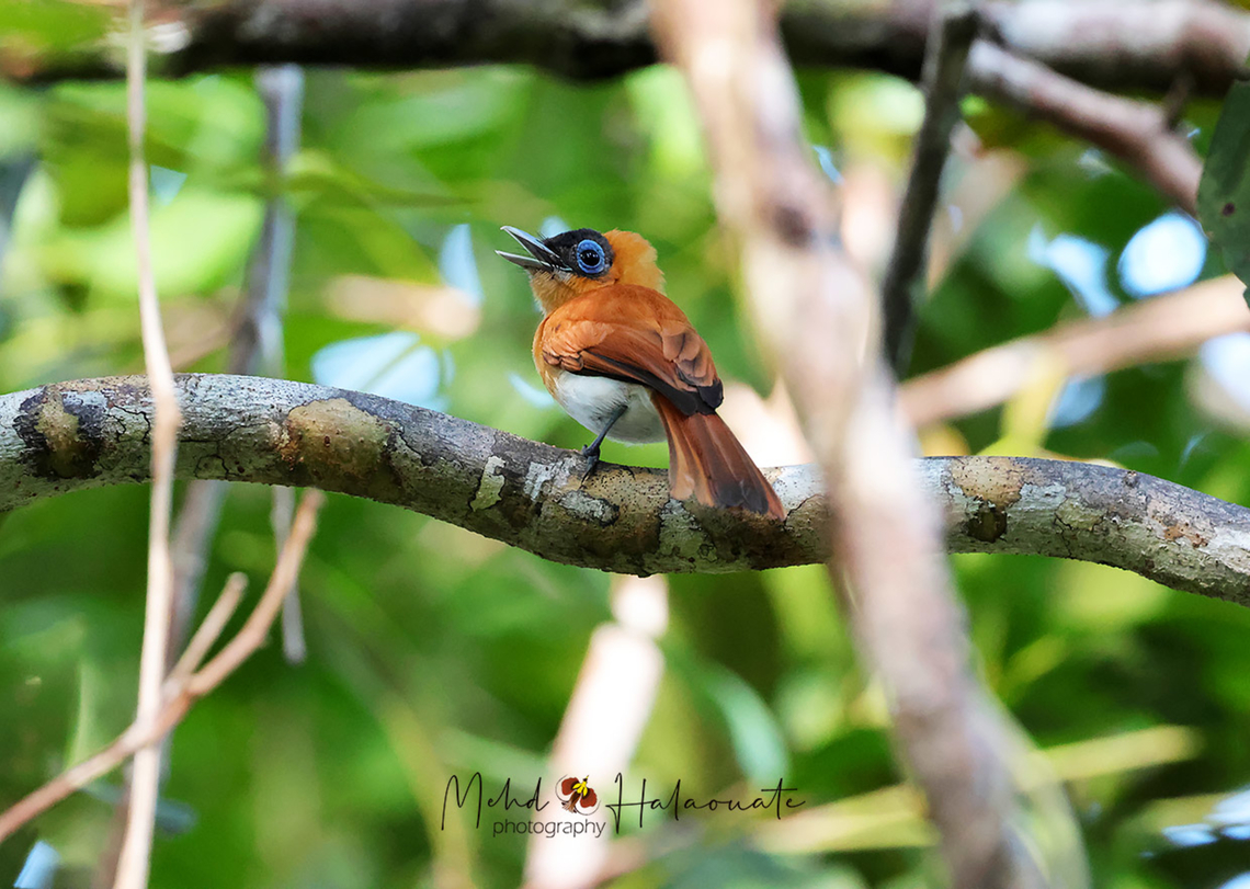 Frilled Monarch This is the female of the species. Arses telescopthalmus,Birdingindonesia,Frilled monarch,Geotagged,Indonesia,Mehd Halaouate,Spring,Waigeo island