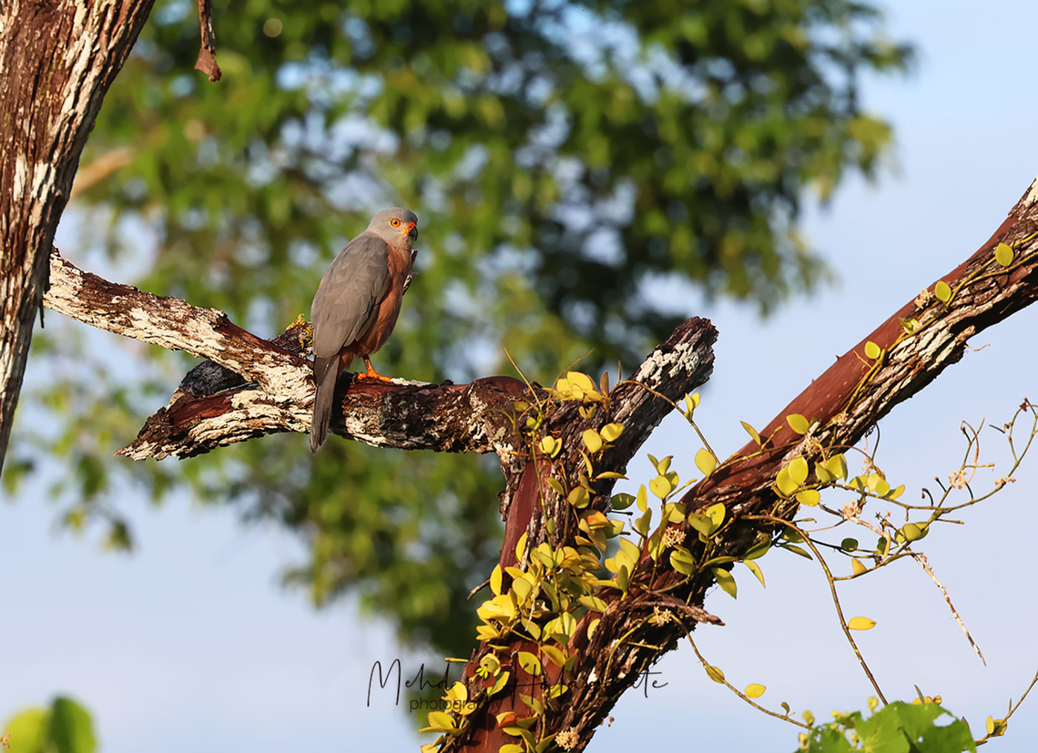 Variable Goshawk  Accipiter hiogaster,Biak island,Birdingindonesia,Fall,Geotagged,Indonesia,Mehd Halaouate,variable goshawk