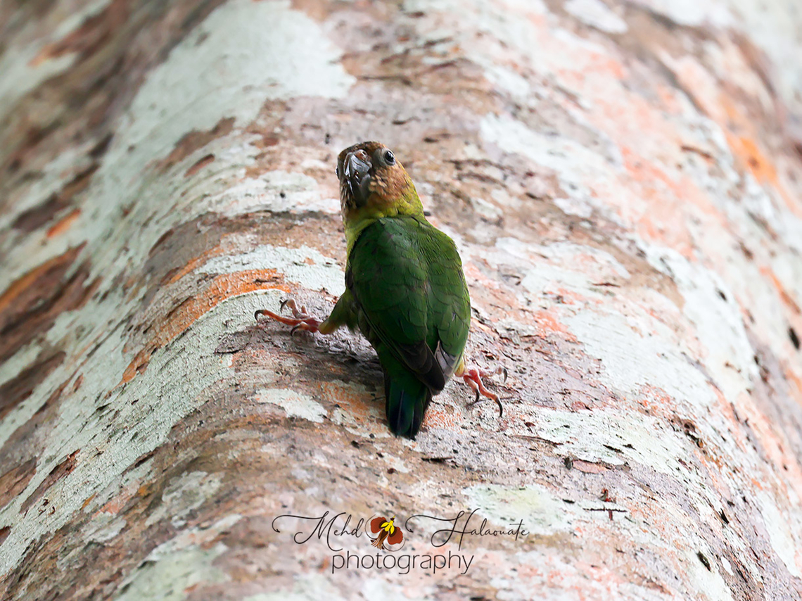 Buff-faced pygmy parrot (Micropsitta pusio) These tiny parrots are classified as Micropsitta and this species scientific name is Pusio, which translates to &ldquo;little boy&rdquo; in Latin. They are Buff-faced Pygmy parrots (Micropsitta pusio).<br />
They don&acute;t measure more than 9 cm (3 inches) in size thus they are the world&acute;s smallest parrots.<br />
Like woodpeckers their tail feathers come to a stiff point, very large feet in relation to the size of their entire body and sharp claws (can be seen clearly in this photograph). These features provide them with much needed balance as they run up and down the trunk of trees with ease feeding on lichens and fungi.<br />
Those species found in the lowland forests nest in termite mounds but because of the lack of these mounds in the highland forests the species restricted to these region nest as most of the parrots in excavated holes in trees.  Birdingindonesia,Buff-faced pygmy parrot,Fall,Geotagged,Indonesia,Mehd Halaouate,Micropsitta pusio