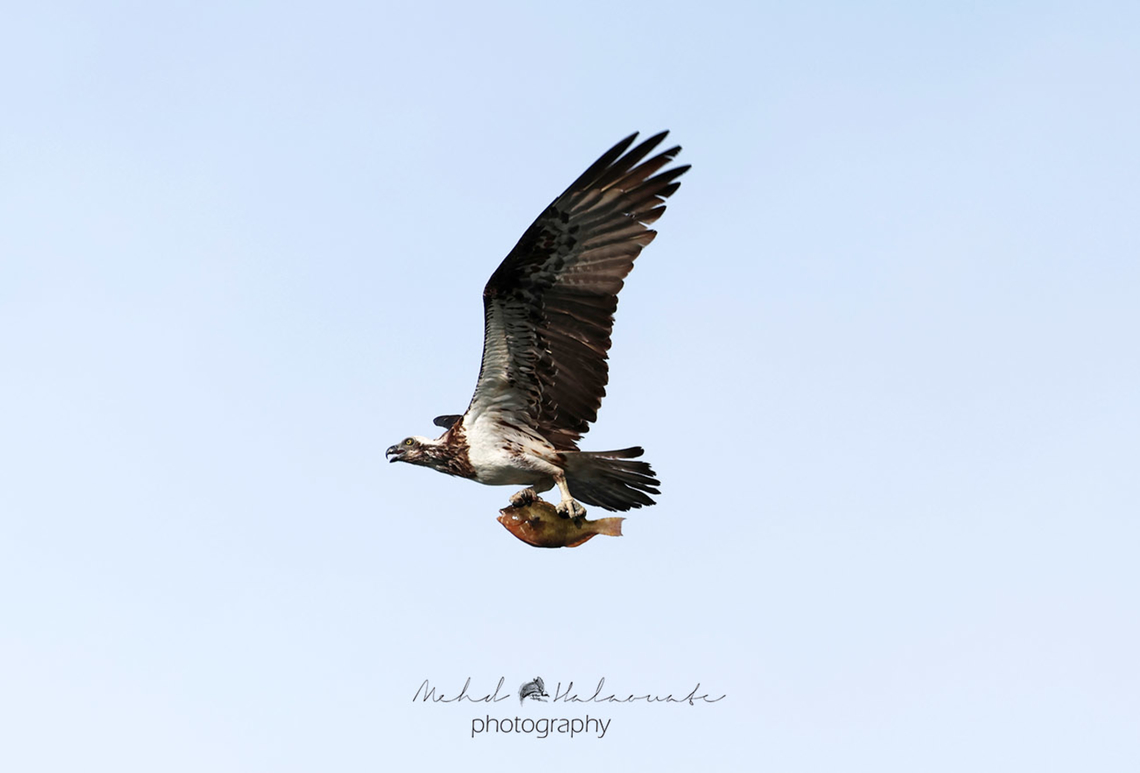 Eastern Osprey  Birdingindonesia,Eastern osprey,Fall,Geotagged,Indonesia,Mehd Halaouate,Pandion haliaetus cristatus
