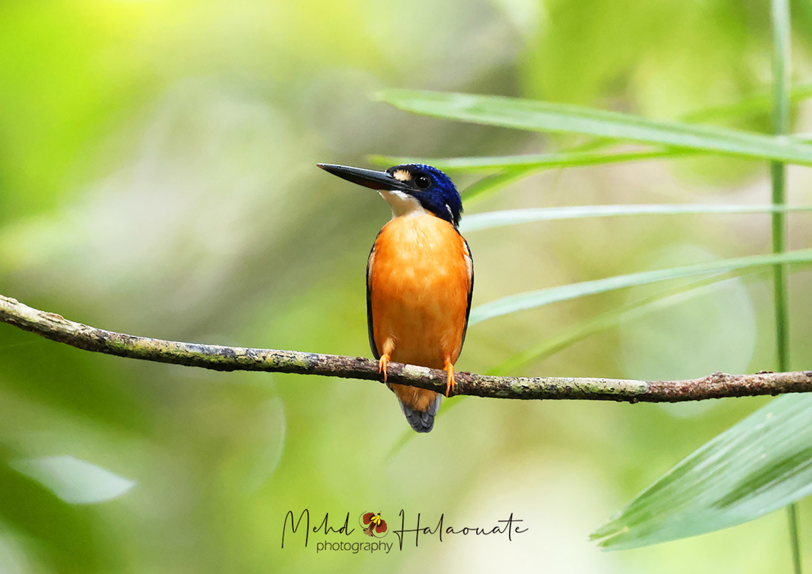 Papuan Dwarf Kingfisher  Birdingindonesia,Ceyx solitarius,Fall,Genyem,Geotagged,Indonesia,Mehd Halaouate,Papuan dwarf kingfisher