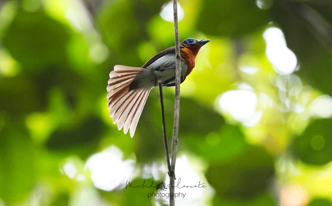 Rufous-collared Monarch This is a female bird. Arses insularis,Birdingindonesia,Fall,Geotagged,Indonesia,Mehd Halaouate,Ochre-collared monarch