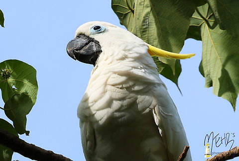 Triton cockatoo This is the subspecies from New Guinea, Cacatua galerita triton. Birdingindonesia,Cacatua galerita,Fall,Geotagged,Indonesia,Mehd Halaouate,Sulphur Crested,Waigeo island,triton