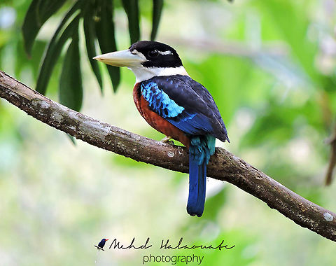 Rufous-bellied Kookaburra