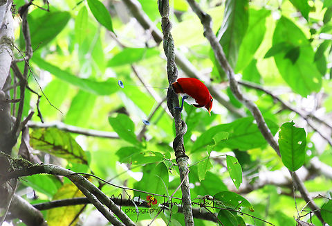 King Bird of Paradise This is the male King bird of paradise. Birdingindonesia,Cicinnurus regius,Geotagged,Indonesia,King bird-of-paradise,Mehd Halaouate,Papua,Winter