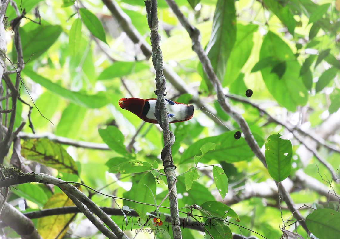 King Bird of Paradise  Birdingindonesia,Cicinnurus regius,Geotagged,Indonesia,King bird-of-paradise,Mehd Halaouate,Papua,Winter
