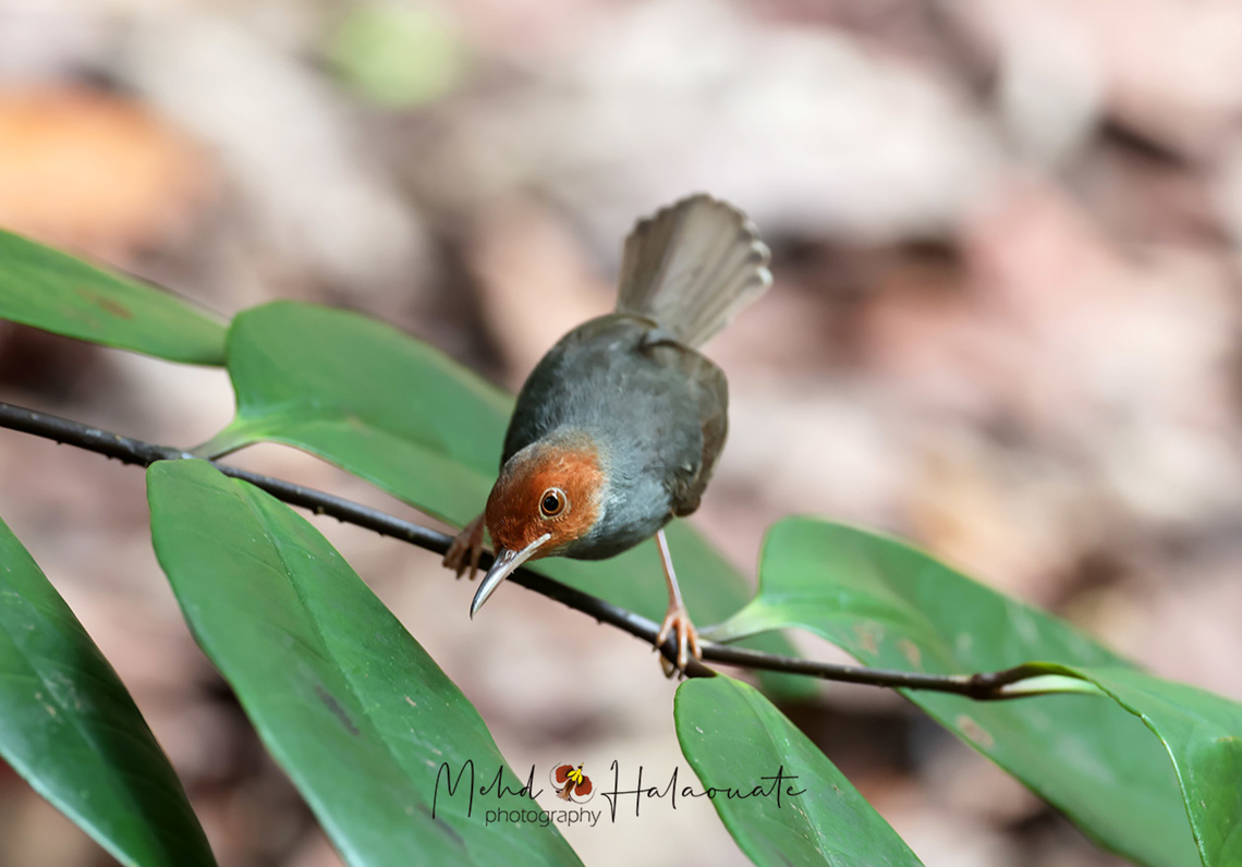 Ashy Tailorbird (Orthotomus ruficeps) This family of birds, Tailorbirds, are a bit tricky to photograph. They are on the move all the time. Ashy tailorbird,Geotagged,Mehd Halaouate,Orthotomus ruficeps,Singapore,Summer