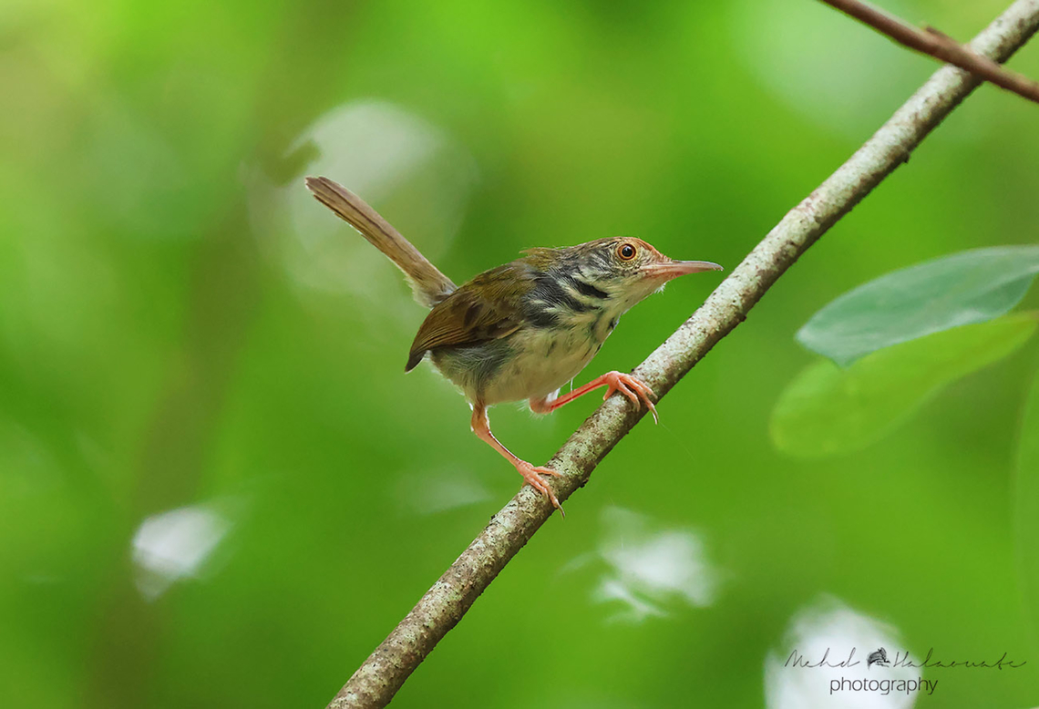Common Tailorbird (Orthotomus sutorius)  Common Tailorbird,Geotagged,Mehd Halaouate,Orthotomus sutorius,Singapore,Summer