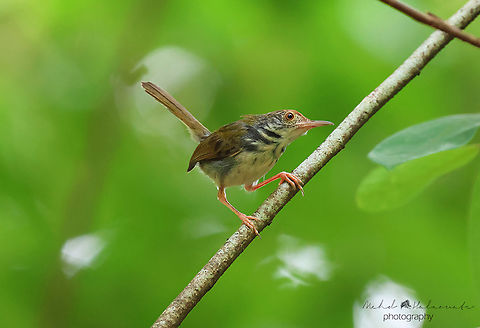 Common Tailorbird (Orthotomus sutorius)  Common Tailorbird,Geotagged,Mehd Halaouate,Orthotomus sutorius,Singapore,Summer