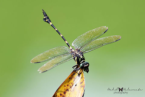 Common Flangetail (Ictinogomphus Decoratus Melaenops) This is the subspecies from Singapore. I encountered it in the Singapore Botanical Gardens. Botanical,Gardens,Geotagged,Ictinogomphus decoratus,Mehd Halaouate,Singapore