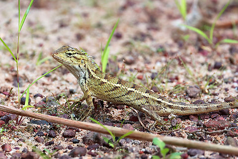 Eastern Garden lizard or changeable lizard (calotes versicolor)  Botanical Gardens,Calotes versicolor,Geotagged,Mehd Halaouate,Oriental garden lizard,Singapore,Summer
