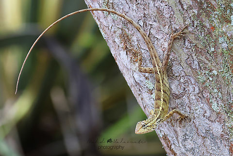 Eastern Garden lizard or changeable lizard (calotes versicolor)  Calotes versicolor,Geotagged,Mehd Halaouate,Oriental garden lizard,Singapore,Singapore botanical gardens,Summer