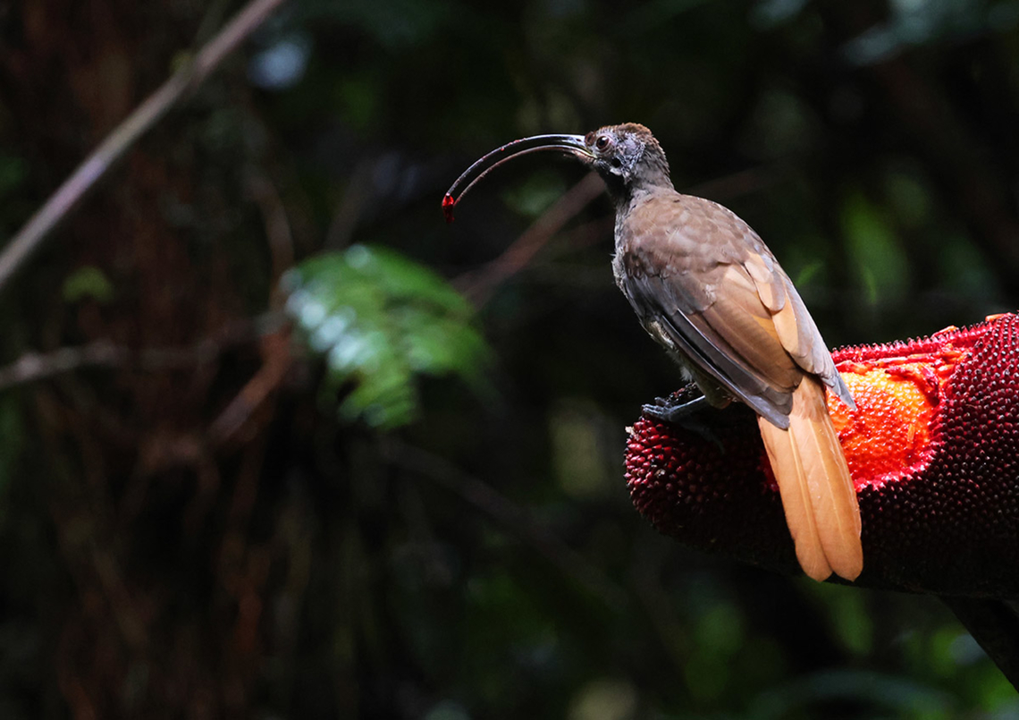 Black-billed Sicklebill A Bird of paradise species that has never been common. We use to get a glimpse of it in the mountain forests of the Vogelkop region but Now that the locals have started putting some of their favourite foods in some spots where these birds have been encountered, with some luck, one gets to see their beauty fairly close. Arfak Mountains,Birdinindonesia,Black-billed sicklebill,Drepanornis albertisi,Geotagged,Indonesia,Mehd Halaouate,Winter
