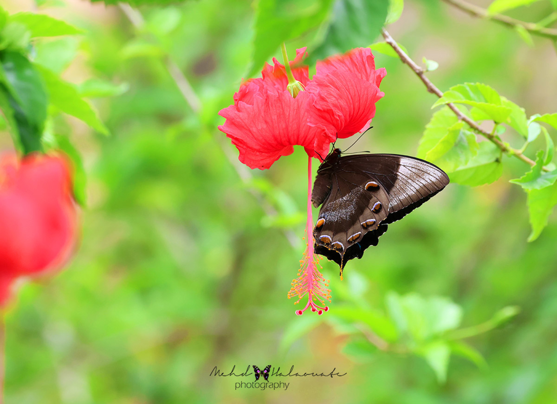 Papilio ulysses We see this butterfly species flying around all the time flashing its sharp blue wing colouration but seldom landing. From time to time it does stop to feed on flowers. Birdinindonesia,Geotagged,Indonesia,Mehd Halaouate,Papilio ulysses,Sorong,Ulysses butterfly,Winter