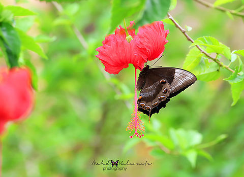 Papilio ulysses We see this butterfly species flying around all the time flashing its sharp blue wing colouration but seldom landing. From time to time it does stop to feed on flowers. Birdinindonesia,Geotagged,Indonesia,Mehd Halaouate,Papilio ulysses,Sorong,Ulysses butterfly,Winter