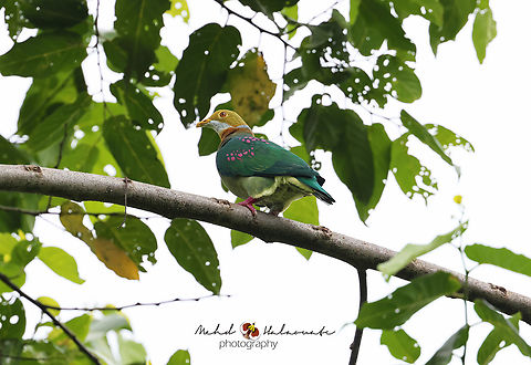 Pink-spotted Fruit Dove This is the way the wildlife should be named. This bird shows exactly where its name comes from. New Guinea has some of the most beautiful fruit doves on the planet. Birdinindonesia,Geotagged,Indonesia,Mehd Halaouate,Papua,Pink-spotted fruit dove,Ptilinopus perlatus,Winter,sorong