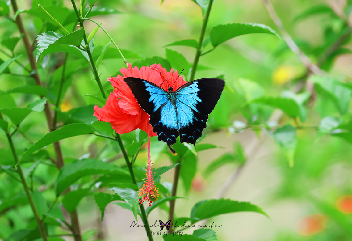 Papilio ulysses We see this butterfly species flying around all the time flashing its sharp blue wing colouration but seldom landing. From time to time it does stop to feed on flowers. Birdingindonesia,Geotagged,Indonesia,Mehd Halaouate,Papilio ulysses,Papua,Ulysses butterfly,Winter,sorong