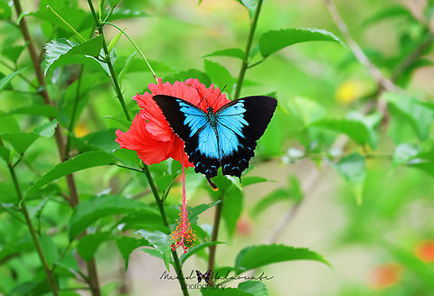 Papilio ulysses We see this butterfly species flying around all the time flashing its sharp blue wing colouration but seldom landing. From time to time it does stop to feed on flowers. Birdingindonesia,Geotagged,Indonesia,Mehd Halaouate,Papilio ulysses,Papua,Ulysses butterfly,Winter,sorong