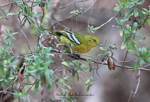 Common Iora A common species in its distribution. Aegithina tiphia,Bali,Birdingindonesia,Common Iora,Geotagged,Indonesia,Mehd Halaouate,Winter