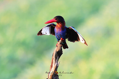 Javan Kingfisher (Halcyon cyanoventris)  Bali,Birdingindonesia,Geotagged,Halcyon cyanoventris,Indonesia,Javan kingfisher,Mehd Halaouate,Winter