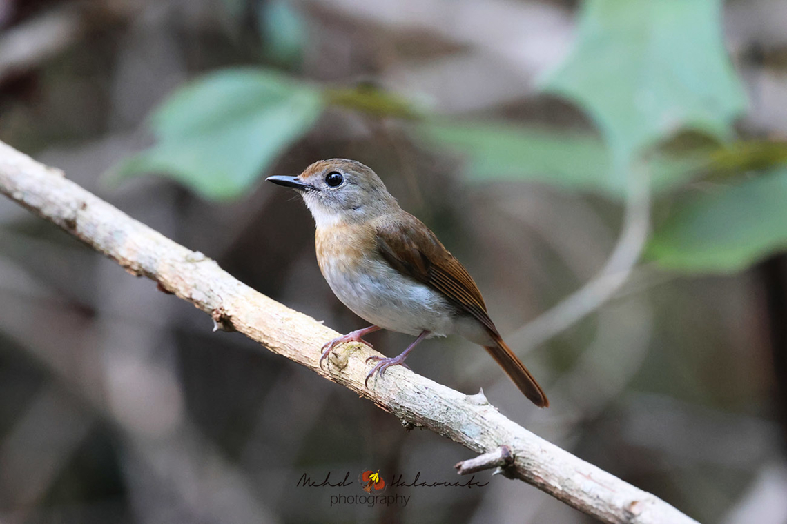 Fulvous-chested Jungle Flycatcher (Rhinomyias olivacea)  Bali,Birdingindonesia,Cyornis olivaceus,Fulvous-chested jungle flycatcher,Geotagged,Indonesia,Mehd Halaouate,Winter